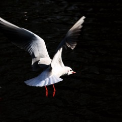 IMG_7802fb