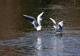 IMG_8009fbx