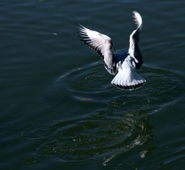 IMG_8001fbx