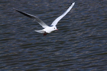 IMG_8065fbx