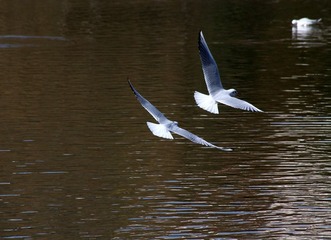IMG_7914fbx