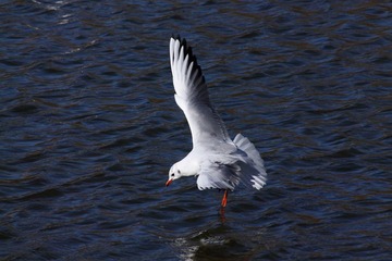 IMG_8093fbx