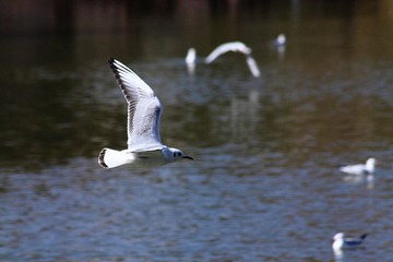 IMG_8034fbx