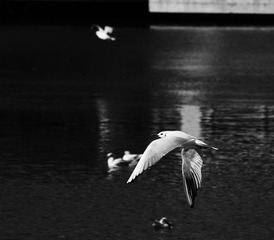IMG_8094fbx