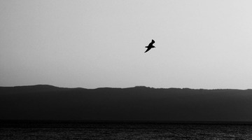 IMG_8736fbx