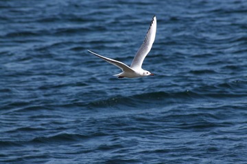 IMG_8870fbx