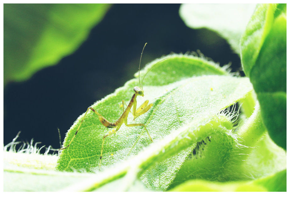 螳螂 br /> 家中的向日葵