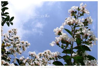 生如夏花03