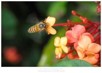 蜜蜂