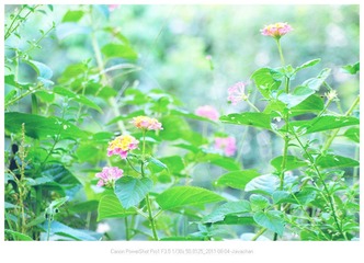 家里的草从