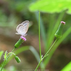 pro20110911 012.jpg