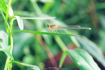 pro2011.11.20 034_副本.jpg