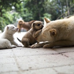 P1040452 副本.jpg