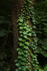 IMG_0376.jpg