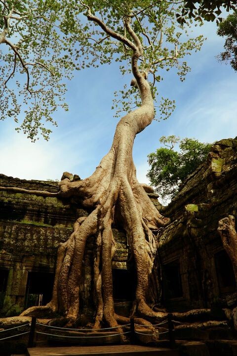 吴哥窟 老树<br />
吴哥窟的老树和庙宇形成了互相支撑，溶为一体的关系
