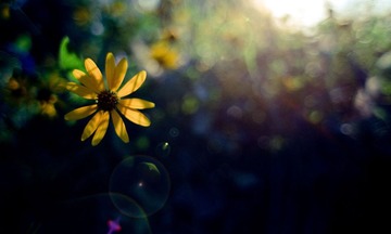 小花