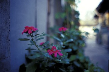 门前花
