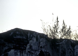 废墟和枯草