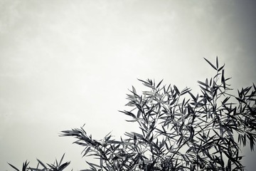 竹叶