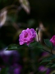 38CC2988-7771-4C4B-A1D5-CF08242D3084/L0/001