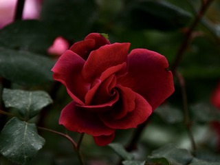 3C2B5F9E-7C6C-41E5-BB61-2452119564DC/L0/001