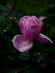 85192580-EE44-4654-8F59-44BCB1A80DB7/L0/001