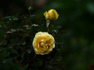 2F0D12A8-0BCC-4586-90DF-B5925108C09F/L0/001
