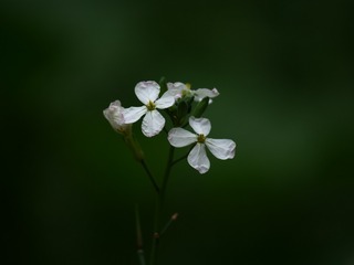0D296777-A023-4769-9920-5B444B749DBD/L0/001