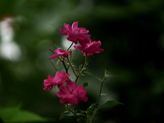 123DF965-9117-4BD4-8F22-9955D059D4AE/L0/001