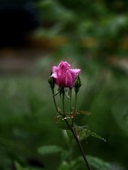 2340EA6F-AE86-46D6-A32C-298585066B4E/L0/001