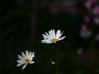 0C889921-0B03-4AB4-B1EC-C63D2239F304/L0/001