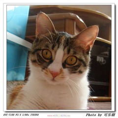 专注