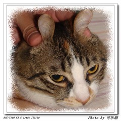 我不想当兔子