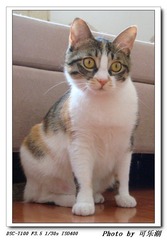 美猫