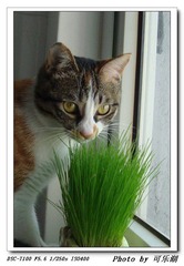 好奇害死草