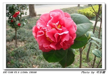 山茶花