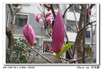 紫玉兰