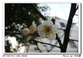 梅花还是桃花-1
