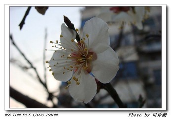 梅花还是桃花-2