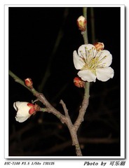 梅花还是桃花-3
