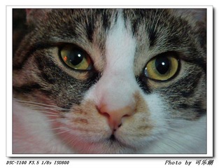 猫在江湖