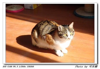 小熊猫