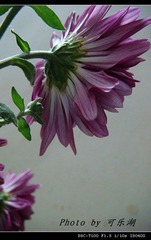 菊