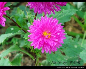 小野花（雏菊）