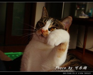招财猫