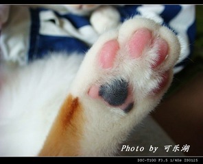 可爱猫爪