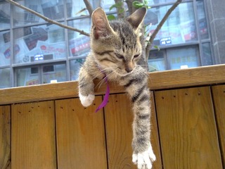 猫（2）
