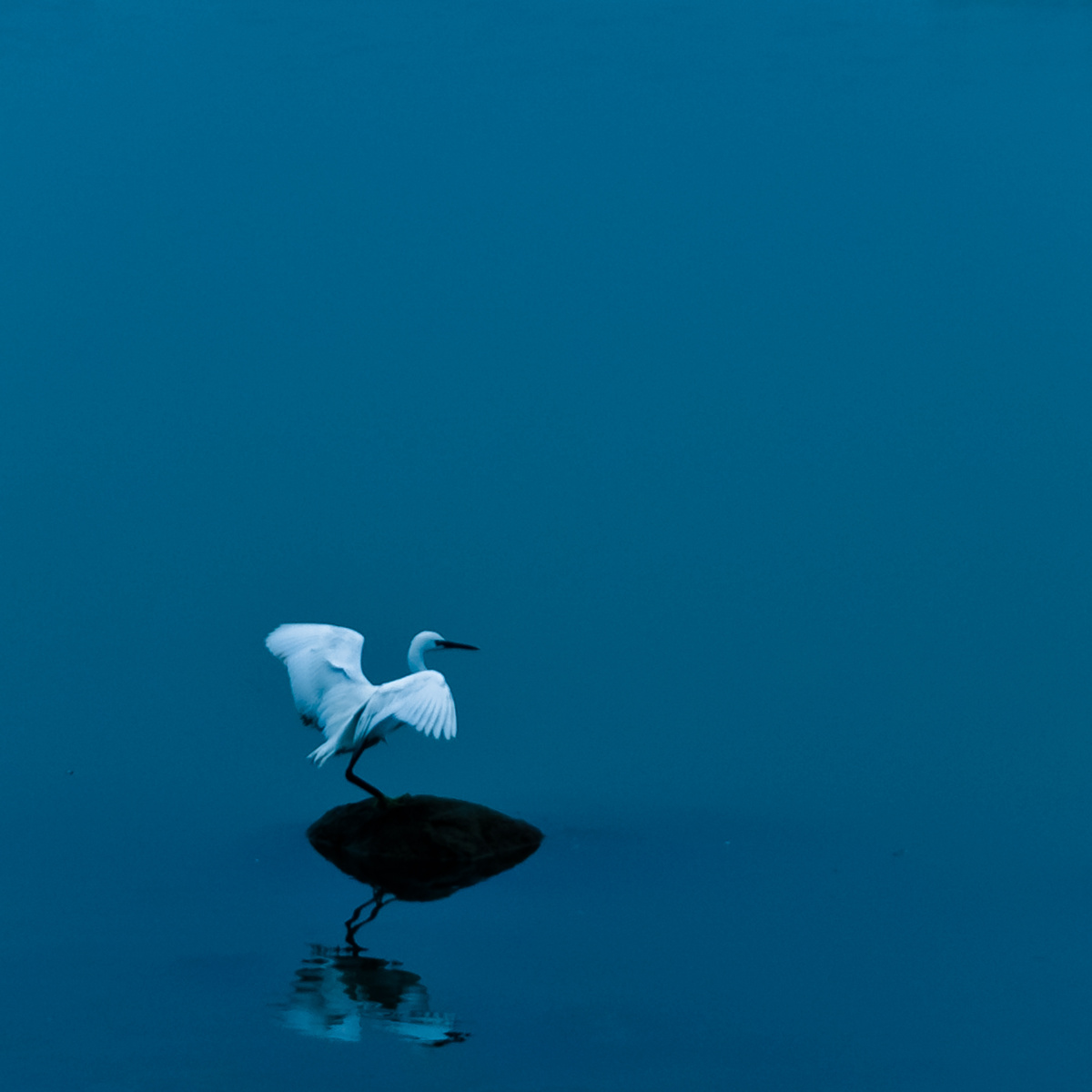 淡雅 br /> 白鹭之静!