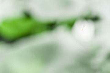 生命（2）_MG_1809