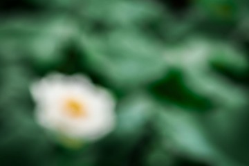 生命（4）_MG_3343
